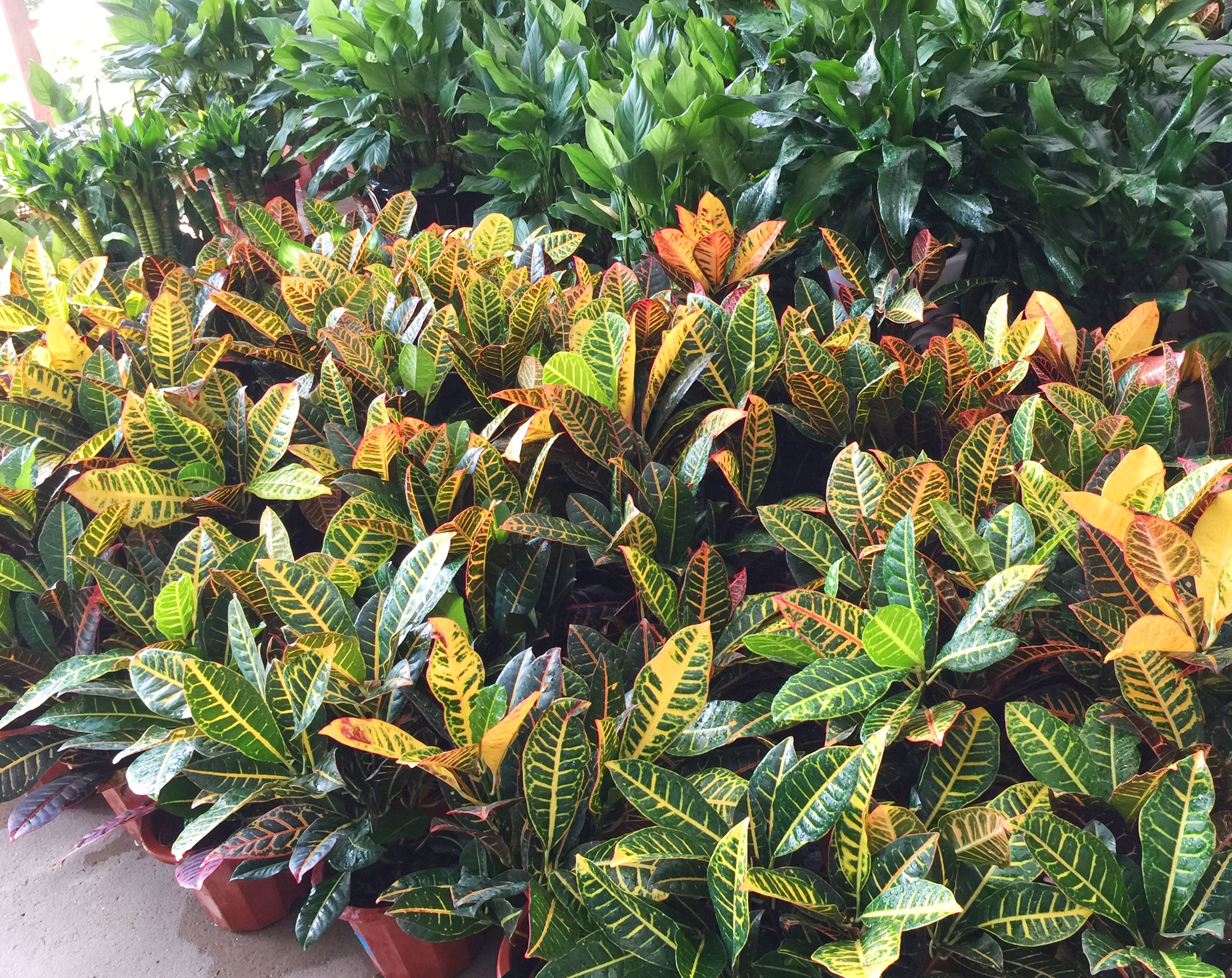 中型绿植植物-变叶木的养殖方法