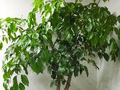 84消毒液会对植物造成影响吗